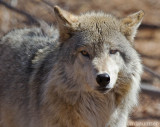 Wolf  6797