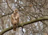 Redtail Hawk 6948