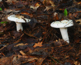 Mushrooms Popping up