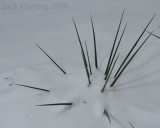 Yucca in the Snow