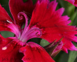 Purple Dianthus