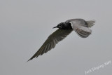 Black Tern 4