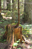 Nurse Stump....New Growth from the Old