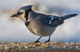 Blue Jay in the morning light