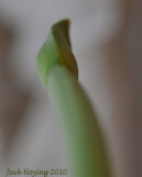 New Iris Growth