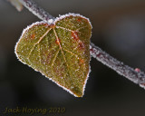 Frosty morning