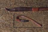 Earthworm (night crawler)
