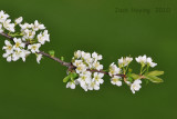 Plum Blossoms