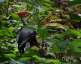 Piletated Woodpecker