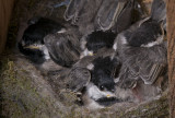 Two have flown the coup, Five Chickadees remain
