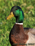 Sunbathing Mallard