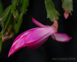 Christmas Cactus