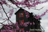 Redbuds in full bloom