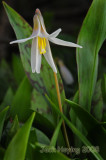 White Trout Lilly (wildflower)