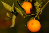 Pardes Hanna - oranges