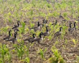 _MG_9916-CanGeese.jpg