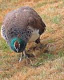 East Park Peacock and chicks.JPG