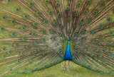 East Park Peacock.JPG