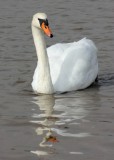 mute swan cob