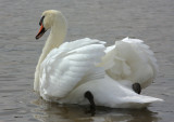 mute swan cob 2