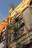 Midland St plants taking over.JPG