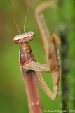 Chinese Mantid