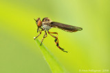 Holcocephala Robber Fly