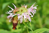 Hummingbird Clearwing