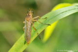 Robber Fly (Diogmites sp.)
