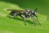 Robber Fly (Laphria sp.)