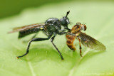 Robber Fly (Laphria sp.)