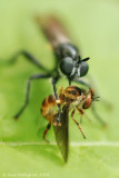 Robber Fly (Laphria sp.)