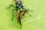 Robber Fly (Laphria sp.)
