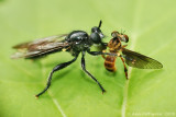 Robber Fly with Holcocephala