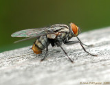 Sarcophaga sp. (Flesh Fly)