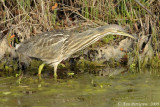 American Bittern