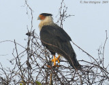 Crested Caracara