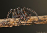 Hackledmesh Weaver (Family Amaurobiidae)