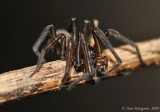 Hackledmesh Weaver (Family Amaurobiidae)