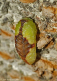Red-buttoned Slug Moth (Tortricidia sp.)