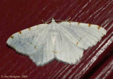 Lesser Spanworm Moth