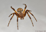Orbweaver sp.