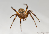 Orbweaver sp.