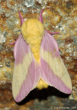 Rosy Maple Moth