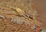 Tree Cricket