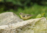 Black-throated Blue Warbler (Female)