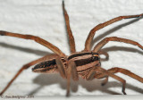 Grass Spider