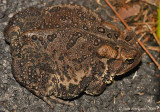 Fowlers Toad