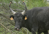 Bull of the Camargue