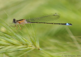 Blue-tailed Damselfly (Ischnura elegans)